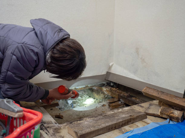 Mold Documentation for Insurance Claims in Dundas, MN