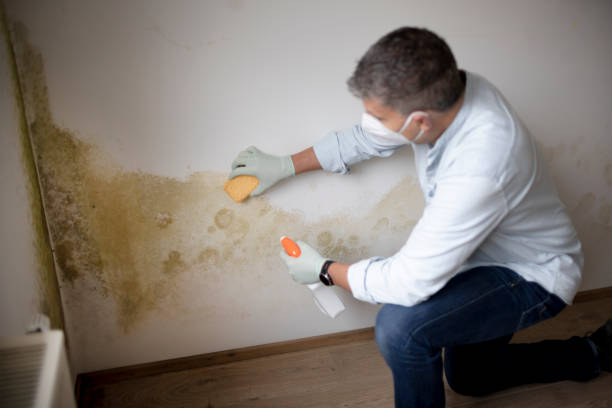 Best Emergency Mold Remediation  in Dundas, MN